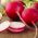 Radish "Rowa" - 425 de semințe - Raphanus sativus L.