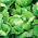 салат-латук - Kwiryna -  Lactuca sativa - Kwiryna - семена