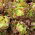 Saláta - Mira -  Lactuca sativa - Mira - magok