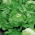 Selada gunung es "Vanguard 75" - daun zaitun-hijau - 425 biji - Lactuca sativa L. 