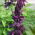 Praktsalvia - violett - 84 frön - Salvia splendens