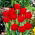 Tulipan Abba - pakke med 5 stk - Tulipa Abba