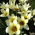 Tulp Concerto - pakend 5 tk - Tulipa Concerto