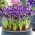 Iris jaring Spot On - 10 pcs; iris jaring emas - 