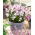 Chionodoxa forbesii - Pink Giant - csomag 10 darab