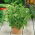 Hạt chanh Basil - Ocimum basilicum citriodora - 325 hạt - Ocimum citriodorum