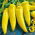 Maďarské voskové korenie - Capsicum annuum - 70 semien - Capsicum L. - semená