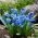 Siberian squill - stor pack! - 150 st; trä squill - 