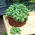 Albahaca - verde - BIO - 650 semillas - Ocimum basilicum