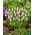 Lyserød blomstrende druehyacint - Muscari Pink Sunrise - Stor pakke! - 10 stk.