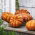 Mošusni squash "Muscade de Provence" - s vrlo aromatičnim voćnim mesom - 18 sjemenki - Cucurbita moschata - sjemenke