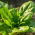 BIO - spinach "Winterreuzen" - certified organic seeds - 800 seeds