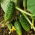 Uborka - Wisconsin SMR 58 - 250 magok - Cucumis sativus