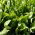 Spinach "Matador" - TREATED SEEDS - 1800 seeds