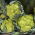 القرنبيط الأخضر "Verde di Macerata" - 54 بذور - Brassica oleracea L. var.botrytis L. - ابذرة