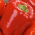 Paprika – Trapezoid - Capsicum L. - sėklos