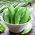 Pois "Count" - gousses grosses et charnues - Pisum sativum - graines