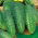 Krastavac "Corveta F1" - polje, kiseljenje, tamnozelena sorta - 105 sjemenki - Cucumis sativus - sjemenke