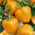Sweet Pepper - Afrodita - Yellow, Block-Type Variety - Fresh Seeds