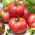 Tomate - Zorza Toruńska - Crecimiento robusto y resistente, alto rendimiento - Semillas frescas