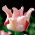 Tulip Witty Picture - 5 pcs.