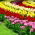 Ensemble de quatre couleurs des tulipes extraordinaires - 60 pcs - 