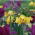 Tulipe impériale couronne violette et pourpre - ensemble de 18 pièces - 