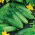 Cucumber - Prymus F1 - Medium Early, Perfect for Pickling - Fresh Seeds