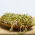 Semi di germogli BIO - Broccoli "Raab" - semi biologici certificati - 