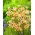 Ixia paniculata – long-tubed ixia - Eos - Large Pack! - 150 pcs; corn lily