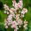 Ixia - „Spotlight” - Pachet mare! - 150 buc.; crin de porumb
