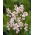 Ixia - „Spotlight” - Pachet mare! - 150 buc.; crin de porumb