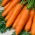 Wortel 'Kongo' - varietas menengah akhir dimaksudkan untuk diproses -  Daucus carota - Kongo - biji