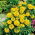 Fløjlsblomst - Opret - Cupido - gul - Tagetes erecta nana - frø