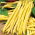Kacang kuning kuning "Undira" - pelbagai masak masak - Phaseolus vulgaris L. - benih