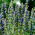 Hyssop तिरंगा तीनों बीज - Hyssopus officinalis - 100 बीज - 