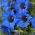 Semințe mixte de gențiană - Gentiana sp.