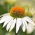 Coneflower White Swan seemned - Rudbeckia purpurea - 150 seemet - Rudbeckia echinacea