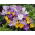 Conjunto de 4 variedades de azafrán: blanco, amarillo, morado y blanco púrpura - 200 piezas.
