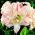 Hippeastrum - Aphrodite
