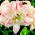 Hippeastrum - Aphrodite