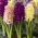 Trio warna - warni dari 3 varietas eceng gondok - 27 buah. - 