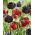Cancan - set of 2 tulip varieties - 40 pcs.
