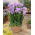Lila dubbel freesia - Stort paket! - 100 st.