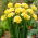 Jaune freesia simple - Jaune - Grand Pack! - 100 pieces