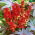 Castor Oil Plant Nieuw-Zeeland Paarse zaden - Ricinus communis - 6 zaden