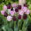 Good day - set of 2 tulip varieties - 40 pcs.