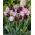 Good day - set of 2 tulip varieties - 40 pcs.