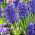 Jacinthe Blue Jacket - Grand paquet !- 30 pièces - 