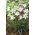 Ipheion - Starflower - "Alberto Castillo" - Paket Besar! - 100 pcs; Starflower musim semi - 